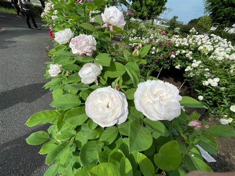 白いバラの花言葉｜届けたい思いに合ったバラを大切なあの人へ贈ろう