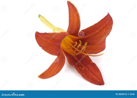 Single Flower Of Lily Stock Photo Image Of Cutout Charming 3069612