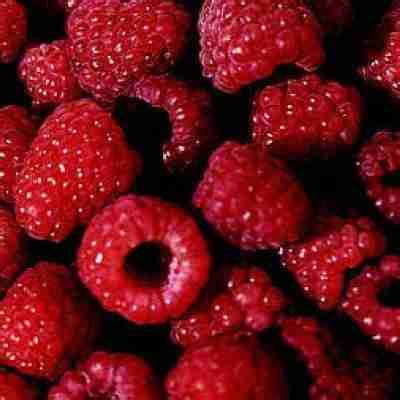 boyne raspberry koinonia nursery