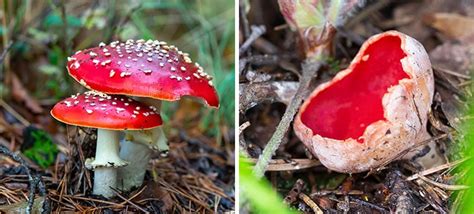 Types Of Red Mushrooms (With Pictures) Identification Guide, 53% OFF