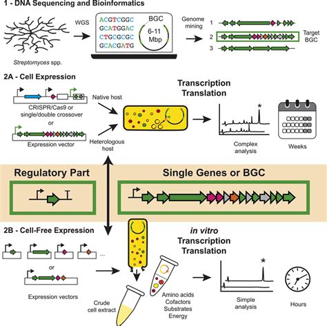 A Comparison Of Genetic Engineering Approaches To Study And Engineer