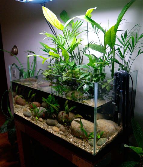 50 Gallon Planted Riparium Indoor Water Garden Amazing Aquariums