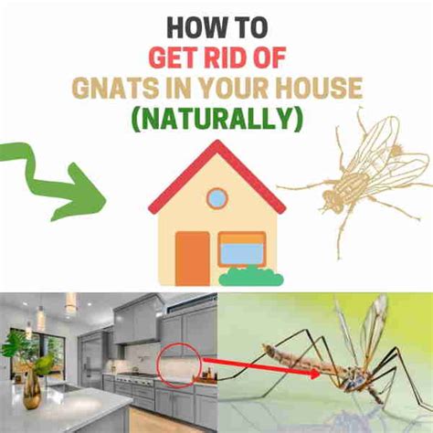 What Causes Gnats In My House | Psoriasisguru.com