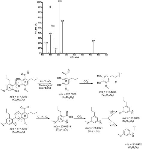 Cid Ms Ms Spectra Of M H And The Proposed Fragmentation Pathway