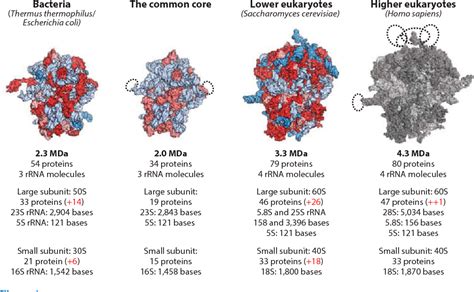 Eukaryotic Ribosome Structure