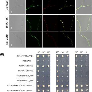 Assays For Sub Cellular Localization And Interaction Of B Bassiana