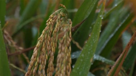 Chinas Third Generation Hybrid Rice Sees High Yields Youtube