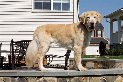 What Is A Puppy Cut For A Golden Retriever