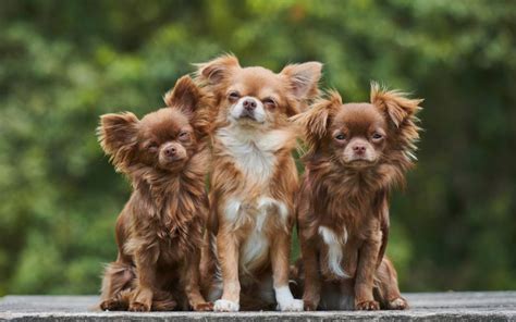 Chihuahua puppies available from responsible breeders | RightPaw