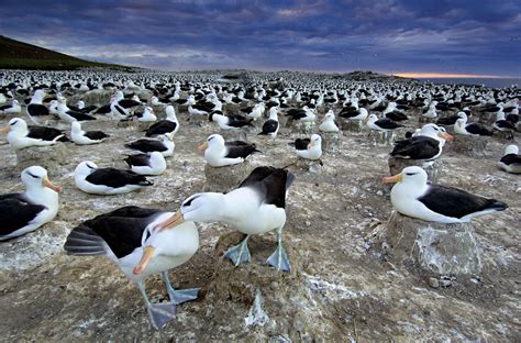 Black-browed Albatrosses on The Falkland Islands