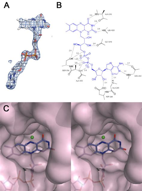 Fad Binding Site In Mnmc Domain A Omit Electron Density Map Fo Fc