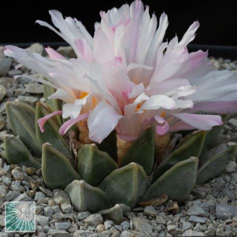 Ariocarpus Retusus Ssp Scapharostroides Esemplare Cod In