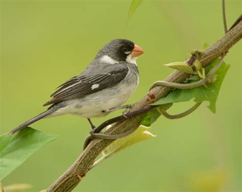 Foto Golinho Sporophila Albogularis Por Tiago Elis Wiki Aves A