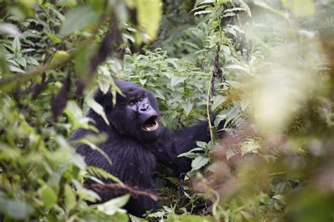 Ultimate Guide to Gorilla Trekking in Rwanda!