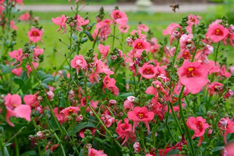 10 Diascia 'Twinspur' Garden Varieties | Horticulture.co.uk