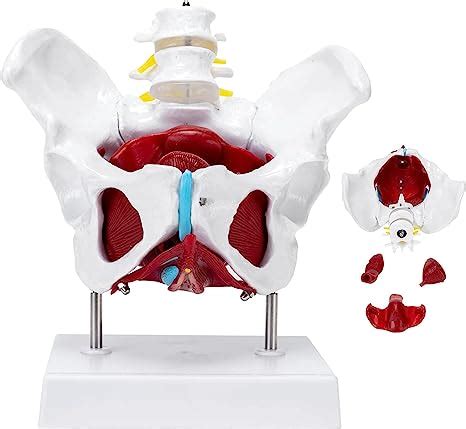 Modelo De Pelvis Anatomizada Pelvis Femenina Con M Sculos Y Rganos Del