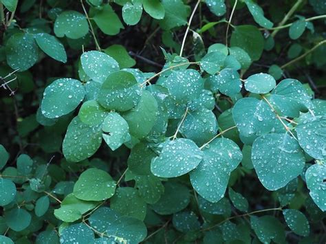 Premium Photo | Raindrops on leaves