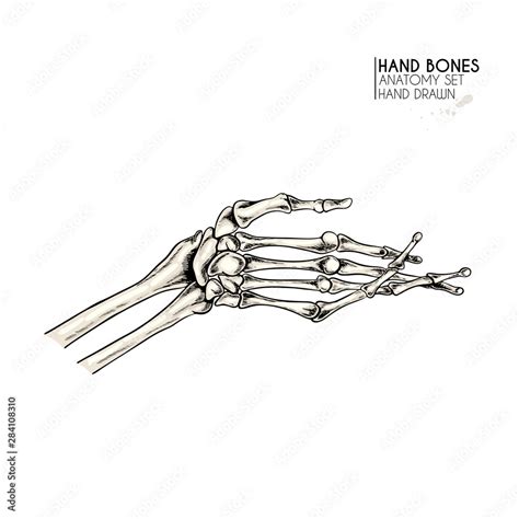 Hand Drawn Anatomy Set Vector Human Body Parts Bones Hand Gesture In Different Positions