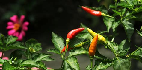 Cara Menanam Cabe Rawit Jawa 6 Cara Menanam Cabe Sendiri Di Rumah