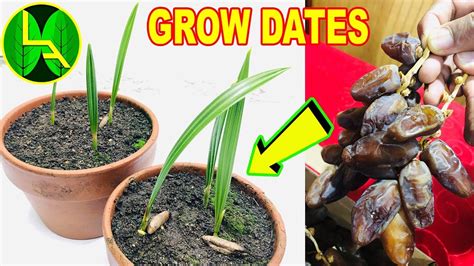 How To Plant And Grow Dates At Allen Virgil Blog