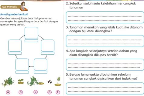 Perkembangbiakan Tumbuhan Secara Alami Atau Buatan Kunci Jawaban Tema 1 Subtema 4 Kelas 3