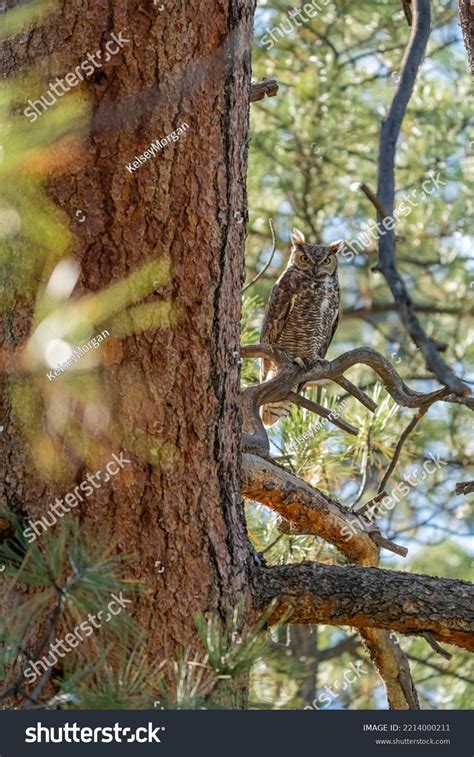 Great Horned Owl Perched Ponderosa Pine Stock Photo 2214000211