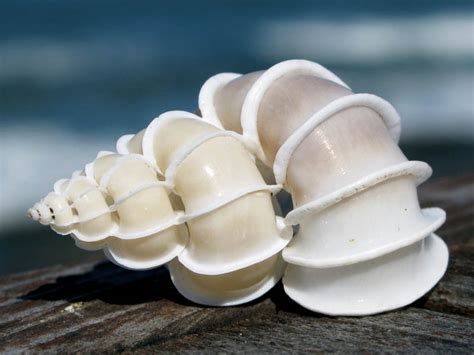 Picture Of The Day The Stunning Epitonium Scalare Seashell Twistedsifter