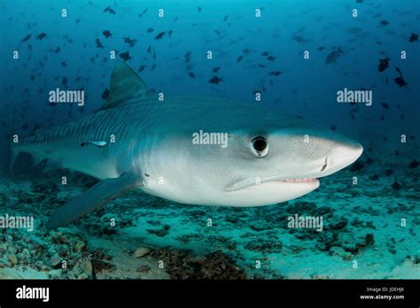 Tiburón Tigre Galeocerdo Cuvier Sur Del Océano Pacífico Fiji Fotografía De Stock Alamy