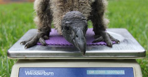 Andean Condor chick hatches at Taronga | Taronga Conservation Society ...