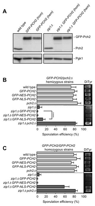 Pch2 Orchestrates The Meiotic Recombination Checkpoint From The Cytoplasm