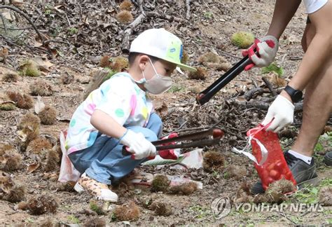 아빠와 함께 잘 익은 가을 밤 주워 담아요 연합뉴스