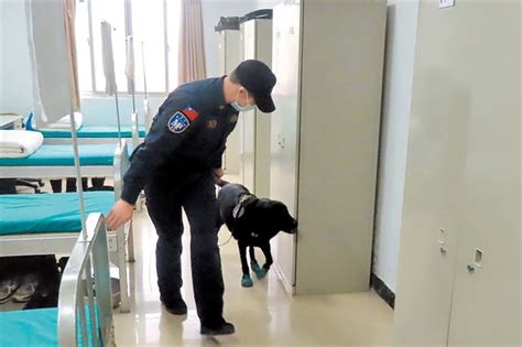 【榮耀印記】5支部緝毒犬入營安檢 確維部隊純淨軍風 論壇 一起來愛國 【榮耀印記】5支部緝毒犬入營安檢 確維部隊純淨軍風 青年日報