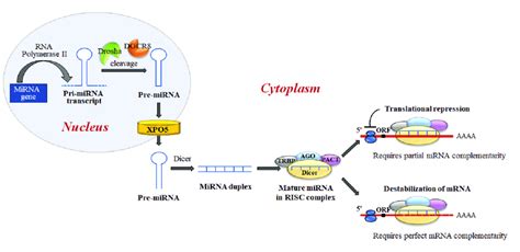 Mirna Biogenesis And Mirna Regulation Of Gene Expression Mirnas Are