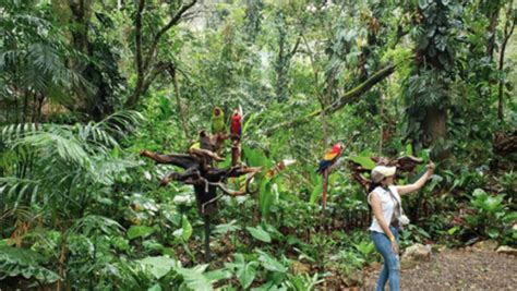 Copán Liberan Un Grupo De Guacamayas En Sitio Arqueológico