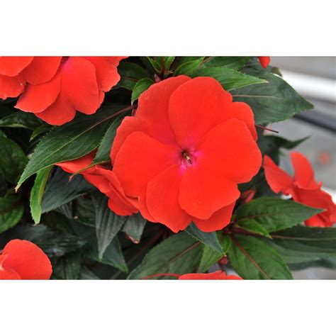Magnum Red Flame - Products - Dümmen Orange