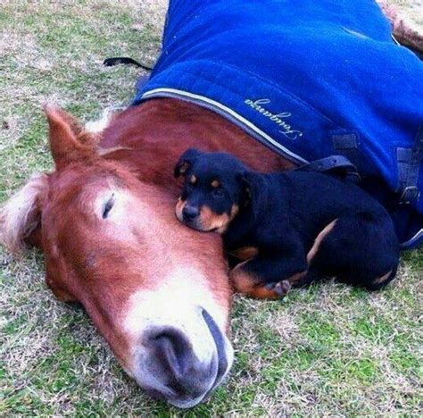 This Cute Rottweiler Pup And Horse 🐶 🐴 🤎🤍🖤💙💚 Rcuteanimalstogether