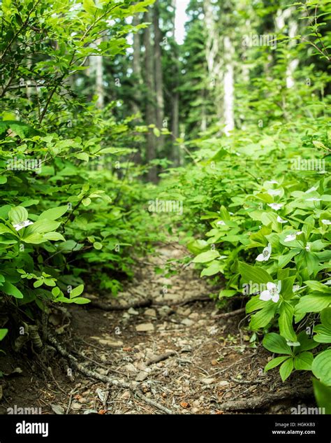 A small forest path through green plants with white flowers Stock Photo ...