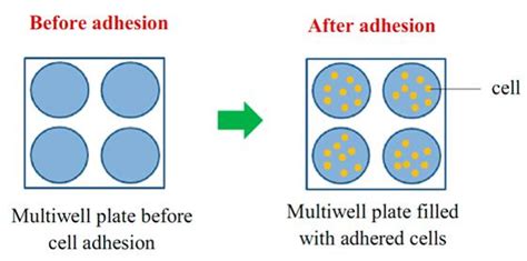 Tumor Cell Adhesion Creative Bioarray Cellassay