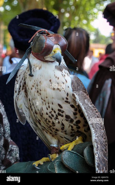 Hooded Falcon With Leather Hood Stock Photo Alamy