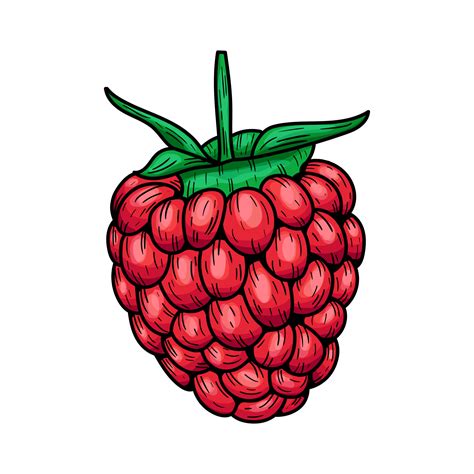 Hand Drawn Vector Raspberry Doodle Of Colorful Raspberries On A White