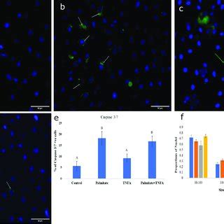 Caspase Activity In Bovine Primary Liver Cells After H Of