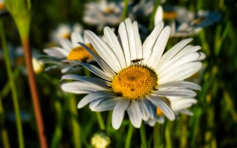 Putih Chamomile Bunga Tanaman Hijau Daun Blur Background 4 K Bunga Hd