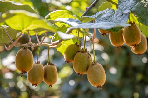 Kiwi Et Vignes Guide Complet Pour Cultiver Et Entretenir Votre Liane Fruitière