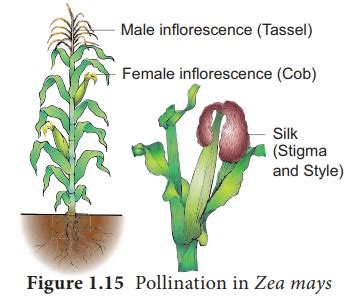 Agents De Pollinisation