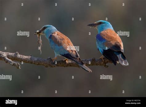 Insect Eating Birds High Resolution Stock Photography And Images Alamy