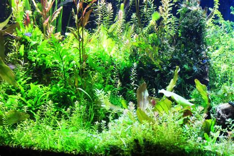 571 Best Background Aquarium Plants For FREE - MyWeb