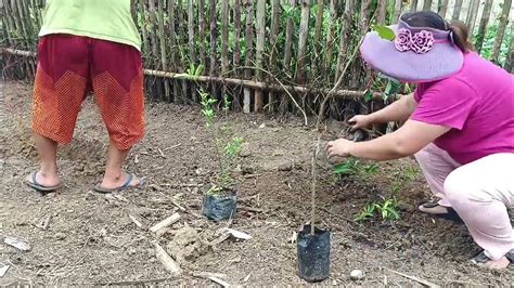 Planting Of Assorted Fruit Bearing Seedlings Here At The Farm Youtube