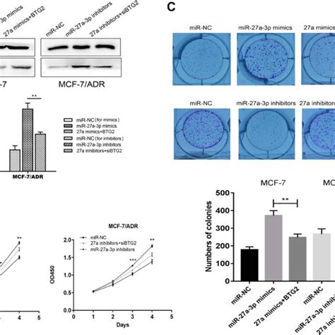 Btg Reversed The Effects Of Mir A P In Bc Cell Proliferation A