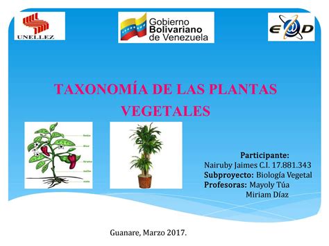 Taxonomía De Las Plantas Nairuby Jaimes By Nairube Issuu