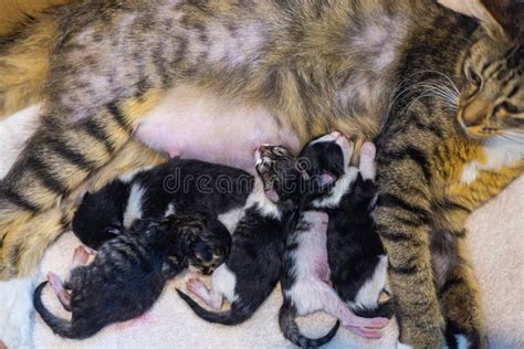 Mother Cat And Baby Cats Domestic Cat Female Protecting Her Five 1 Day